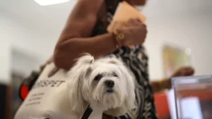Educational content on sustainable pet burial