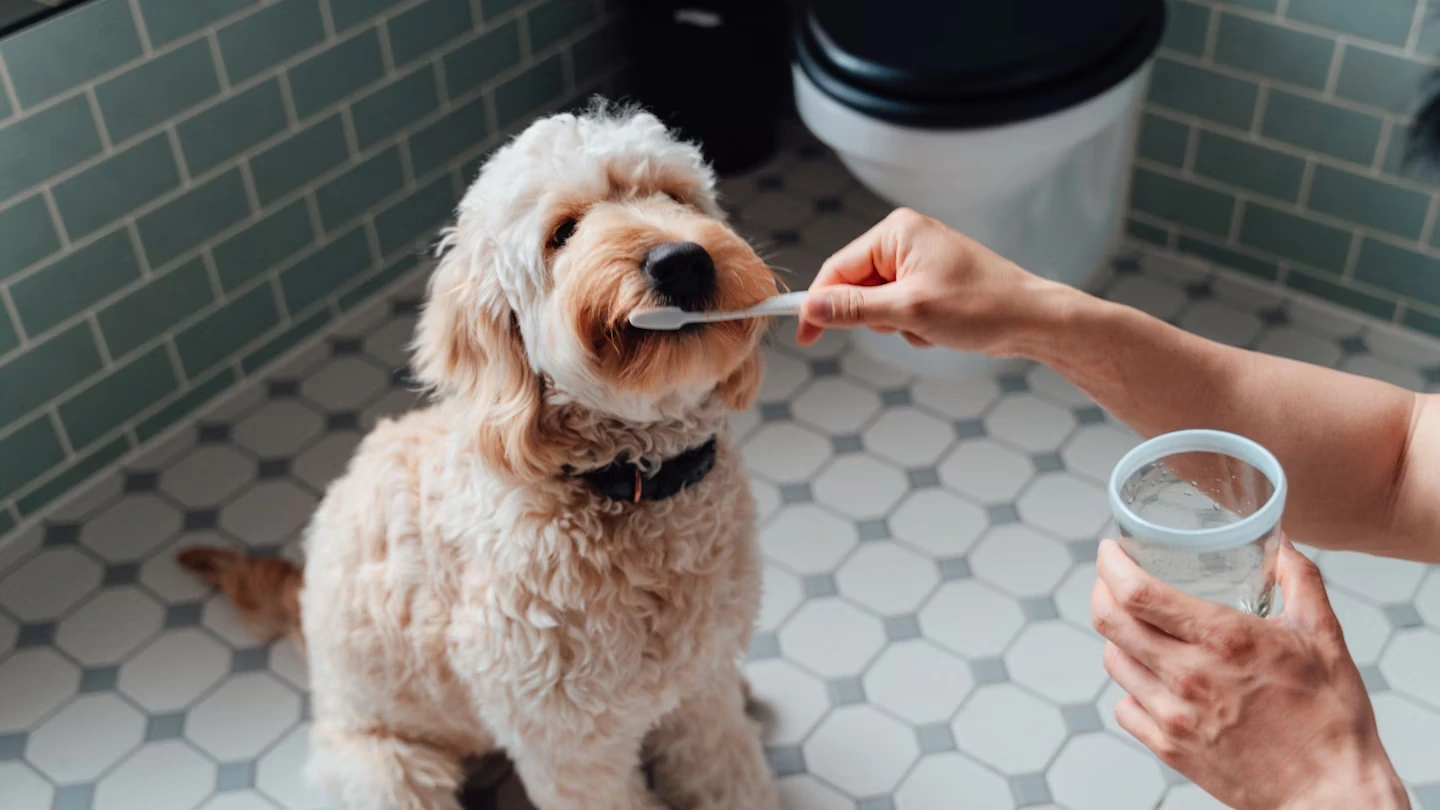 Ultimate Guide to Cleaning Dog Teeth Without Stress or Struggle
