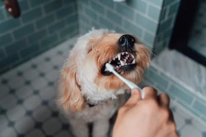 how to clean dog teeth